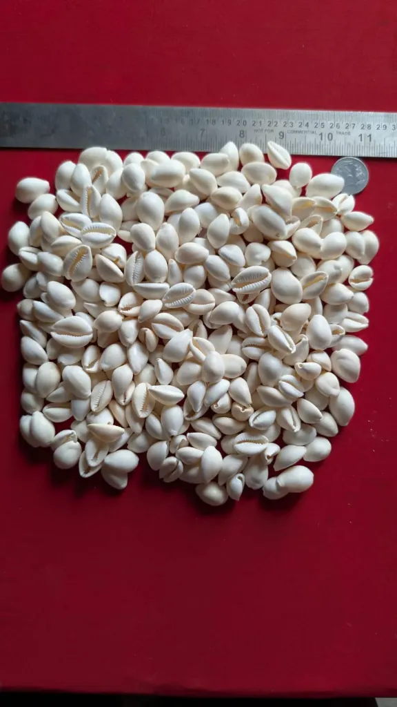 MILK WHITE COWDY (SMALL)