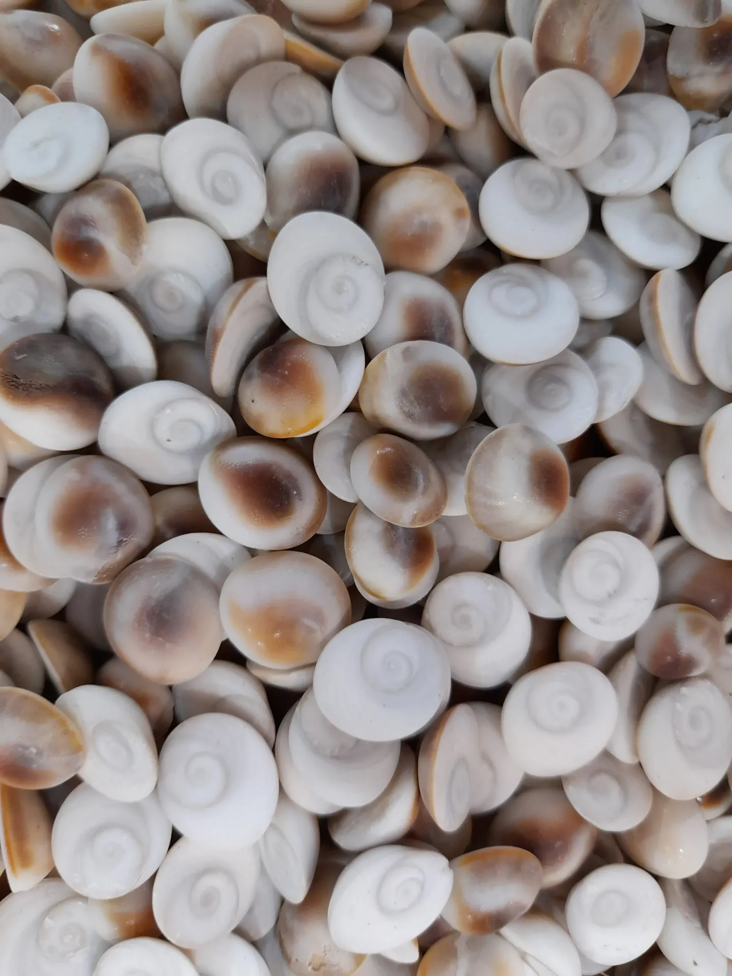 Gomti Chakra AAA+ 14 to 15 MM