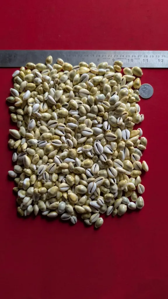YELLOW COWDY INDONESIAN (SMALL)