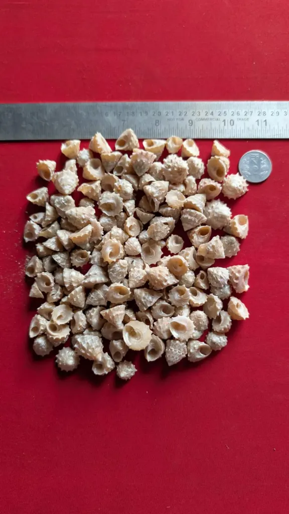 MOTI SHANKH (SMALL)