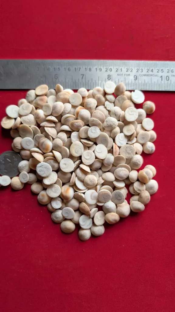 GOMTI CHAKRA SECOND GOOD QUALITY (9 TO 13 MM)