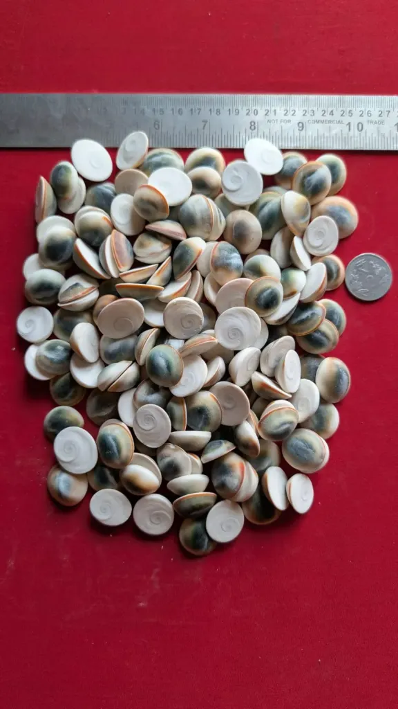 FOREIGN GOMTI CHAKRA AAA+ (18 TO 20 MM)