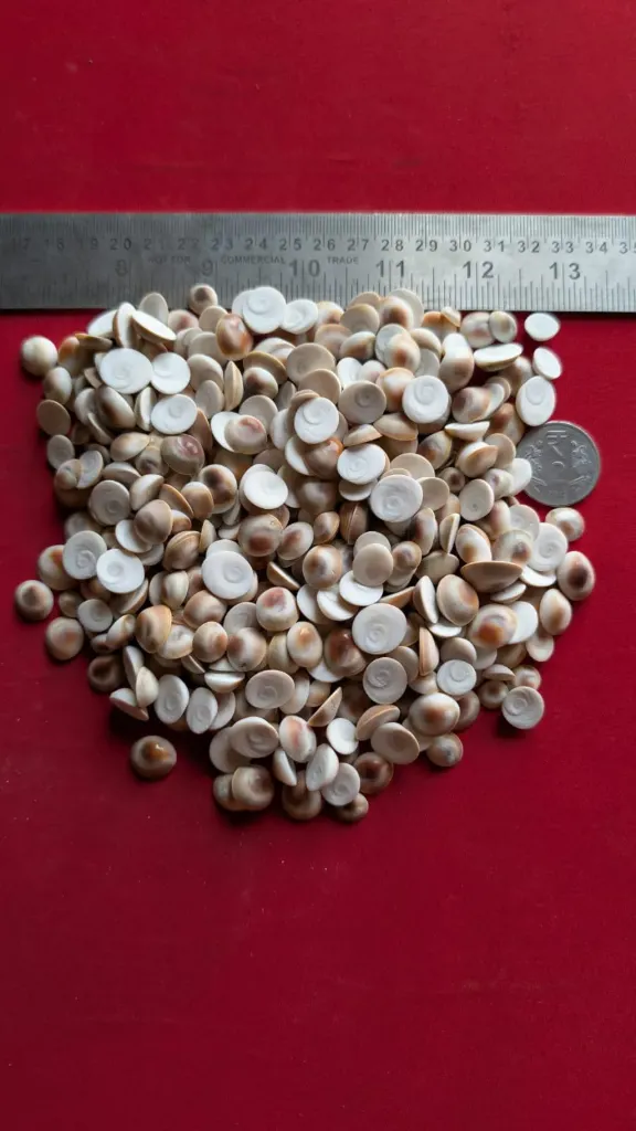 GOMTI CHAKRA AAA+ (9 TO 13 MM)