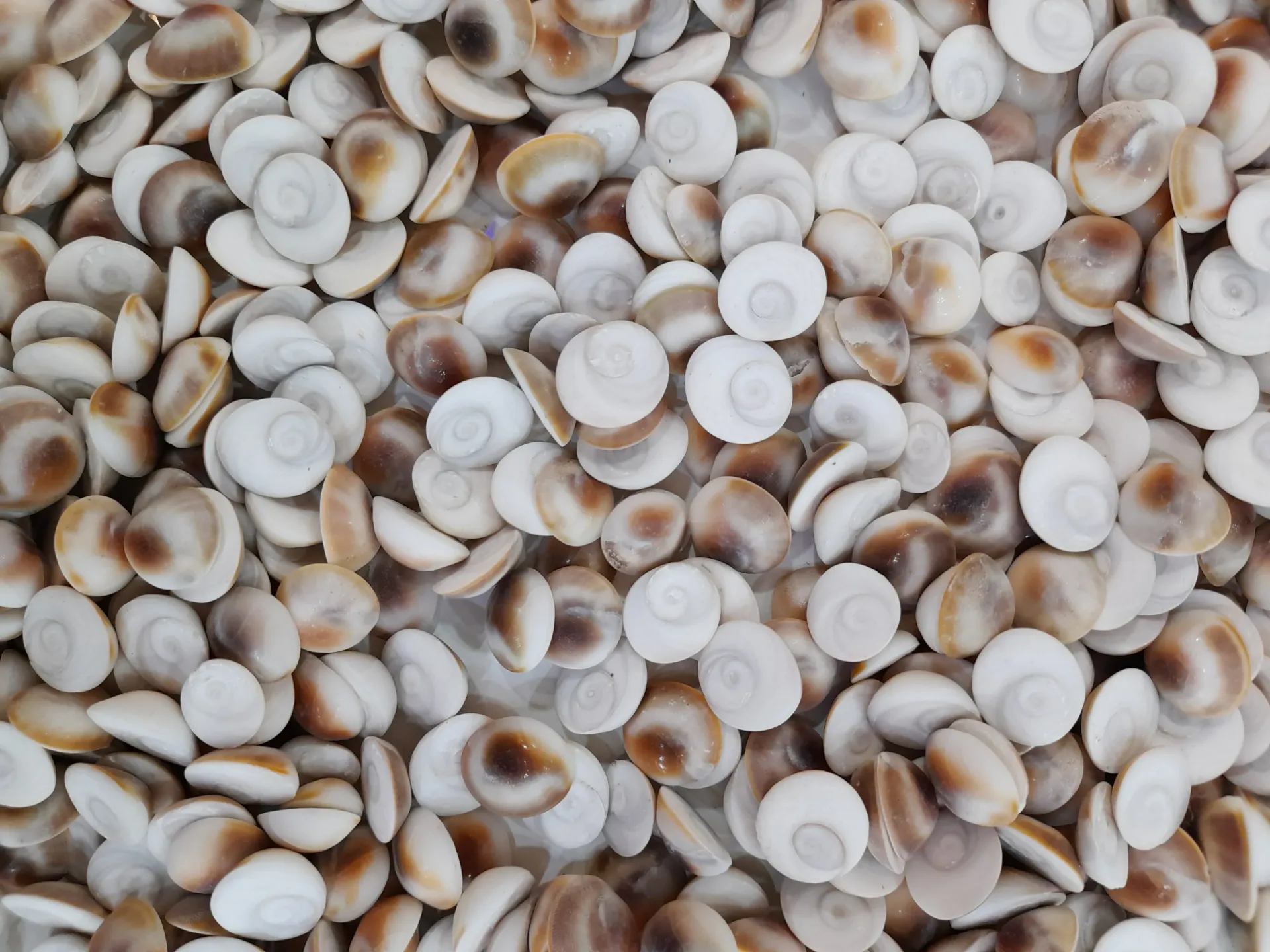 Gomti Chakra AAA+ (9 TO 13 MM)